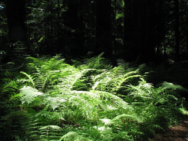 Sunlit Ferns in Forest — Green, Serene