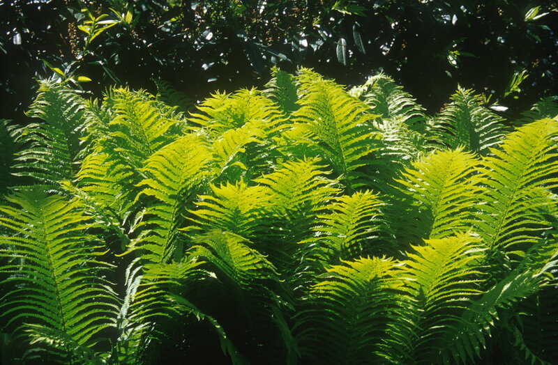 Sunlit Ferns in Forest — Green