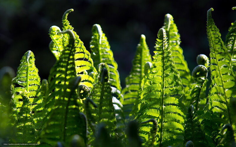 Sunlit ferns in forest