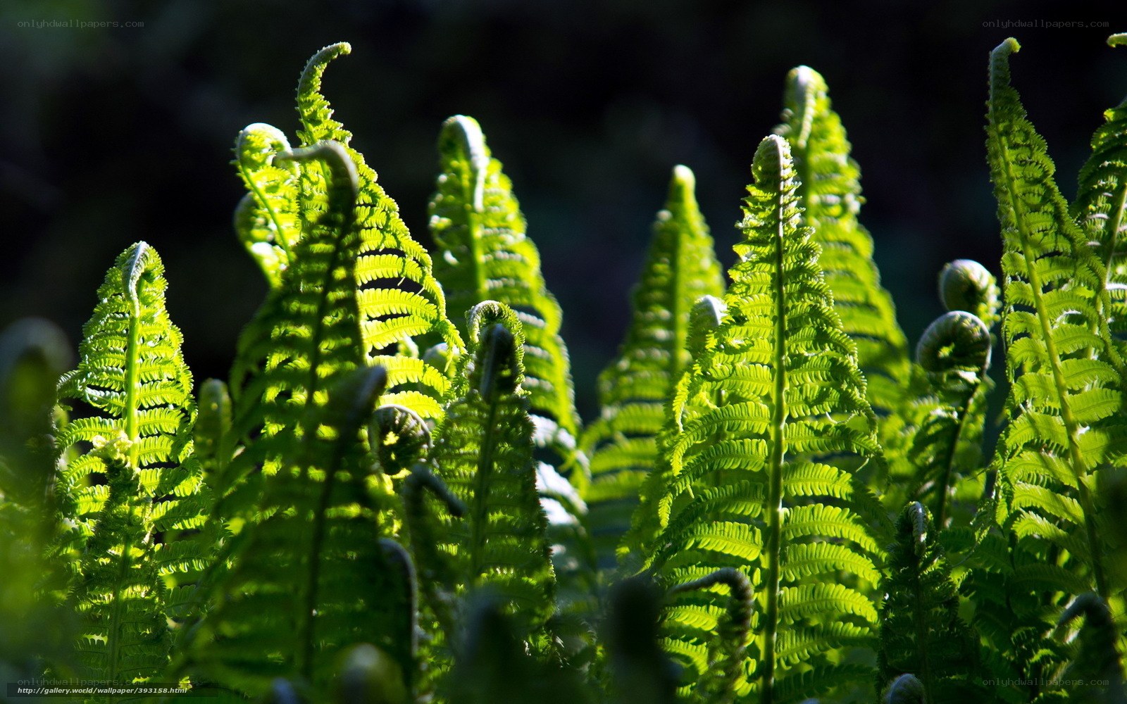 Sunlit ferns in forest