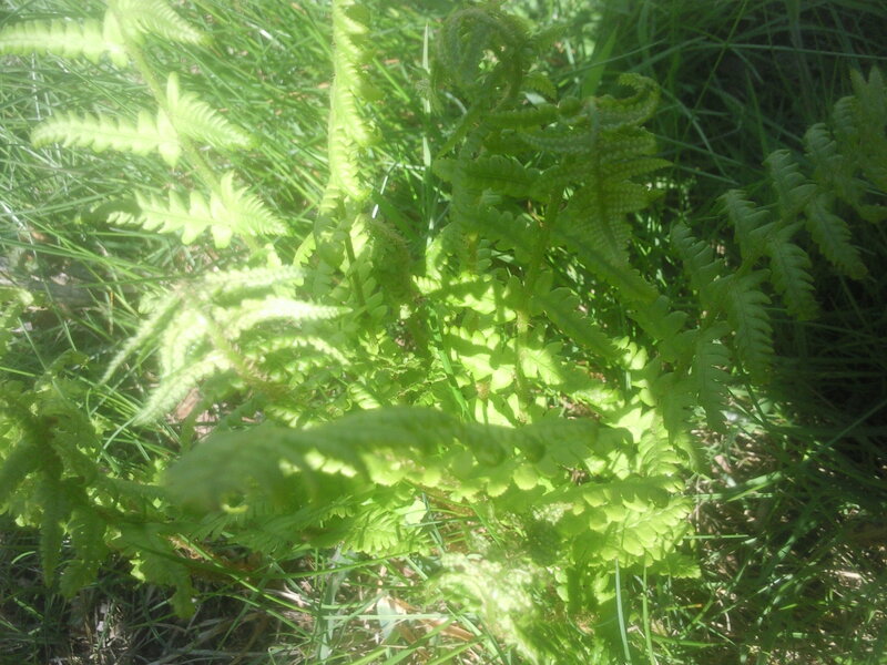Sunlit ferns in grass