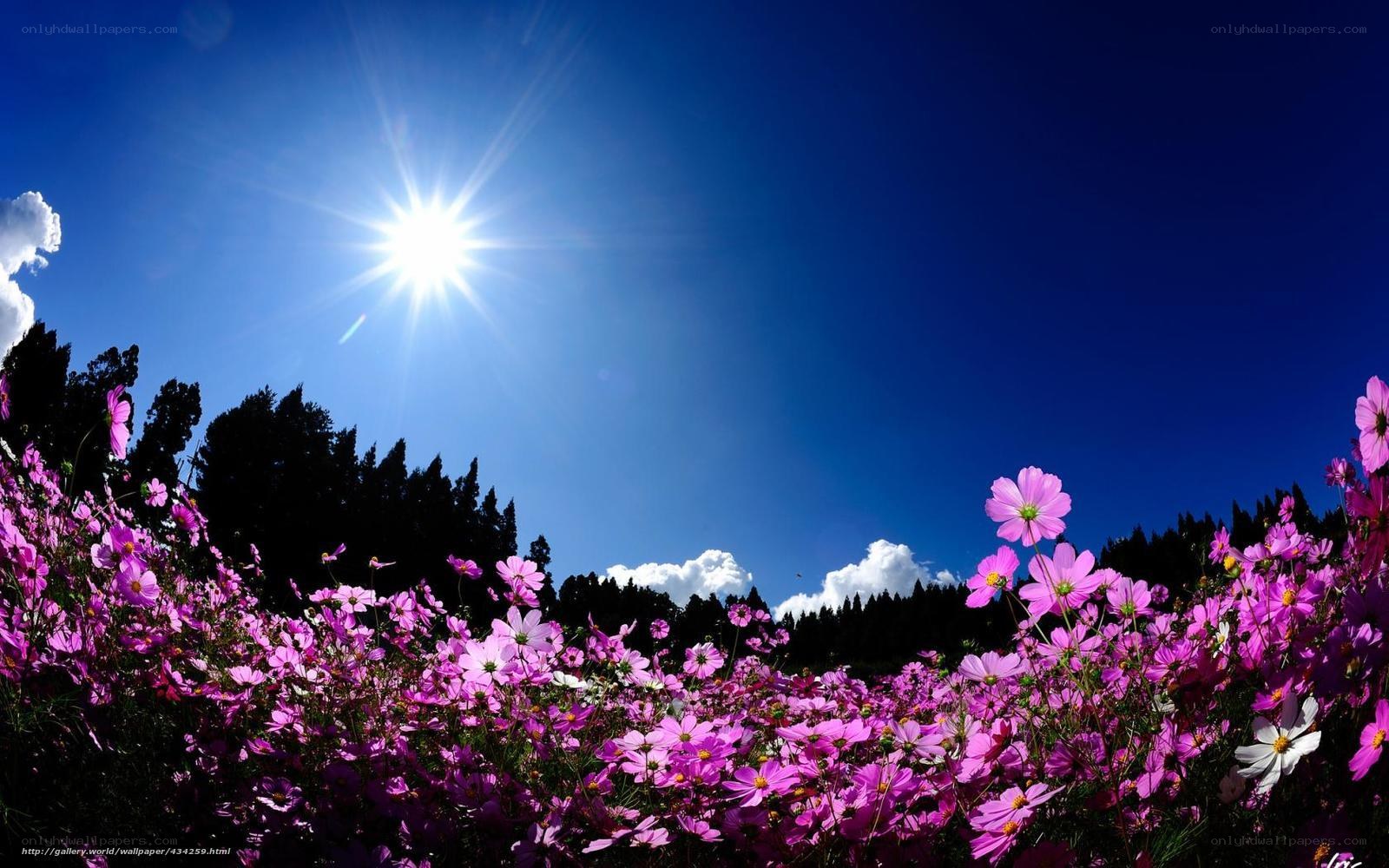 Sunlit field of cosmos flowers
