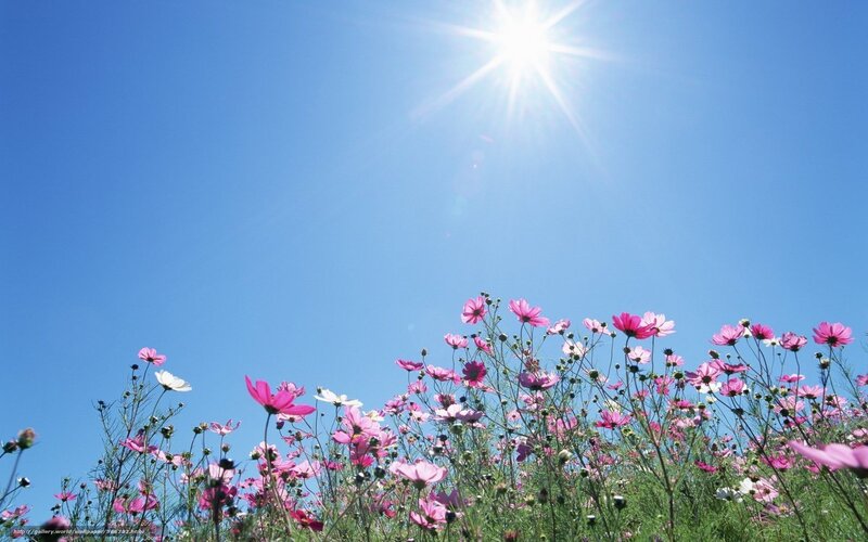 Sunlit field of cosmos flowers