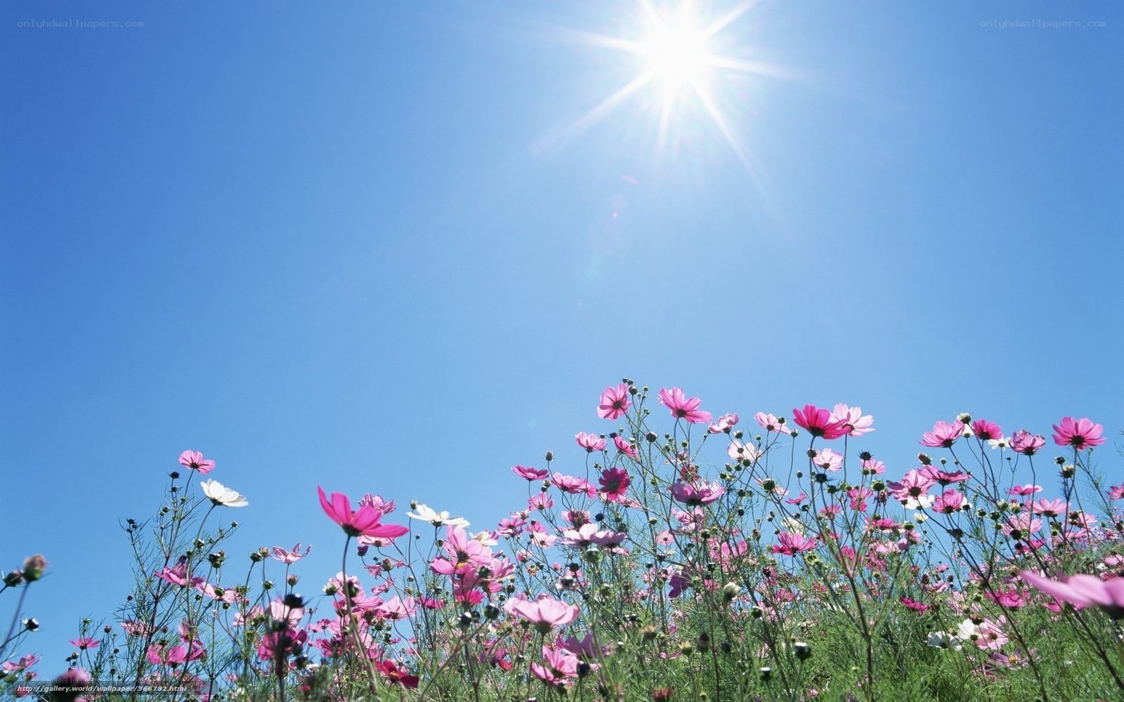 Sunlit field of cosmos flowers