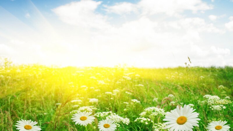 Sunlit field of daisies