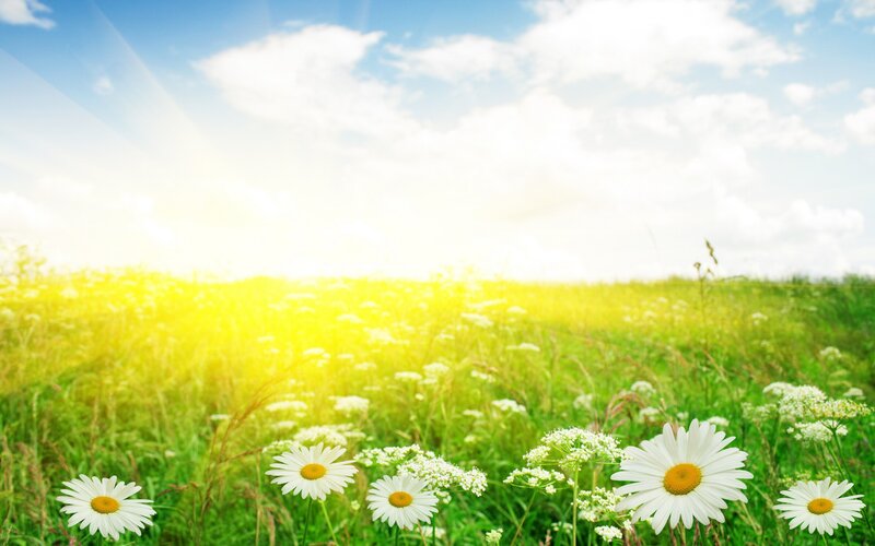 Sunlit field of daisies