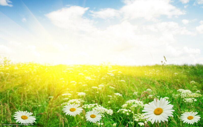 Sunlit field of daisies