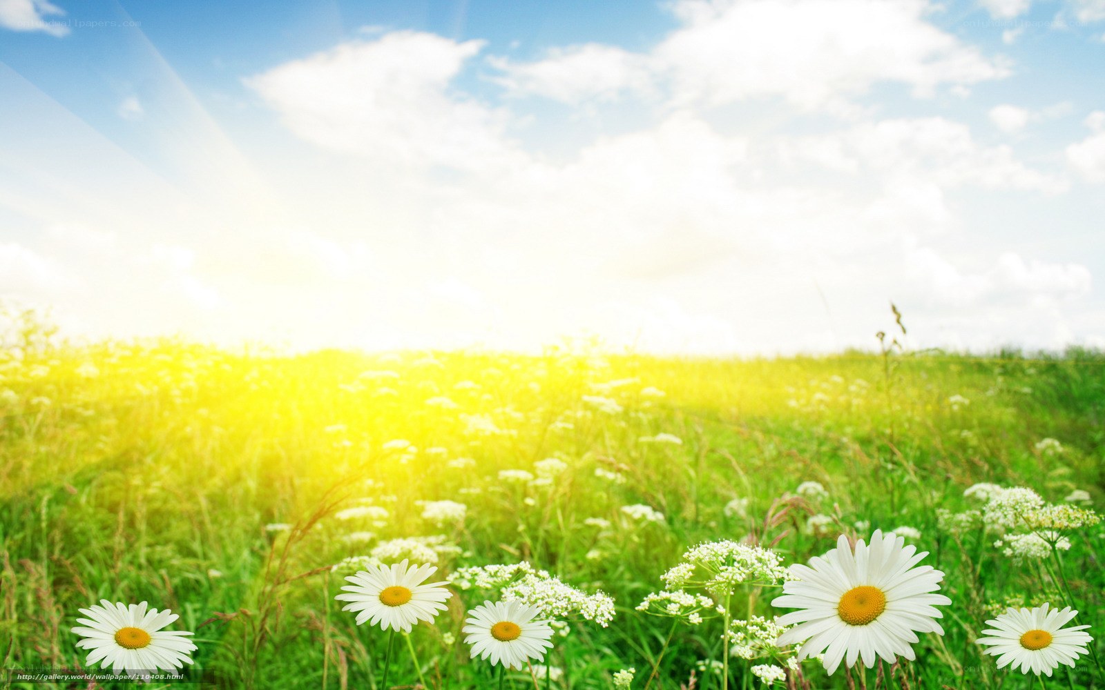 Sunlit field of daisies