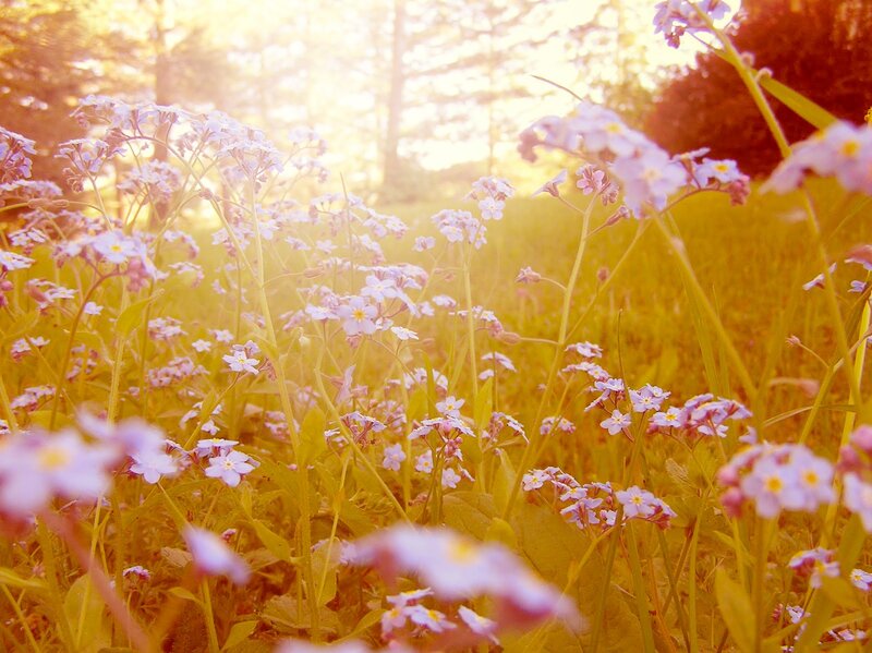 Sunlit field of forget-me-nots