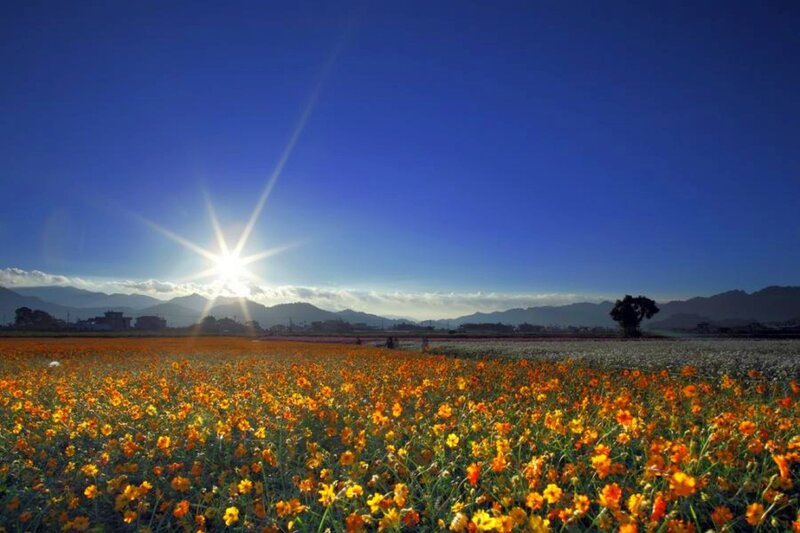 Sunlit field of orange flowers
