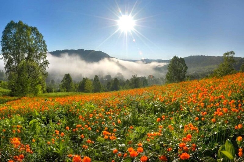 Sunlit field of orange flowers