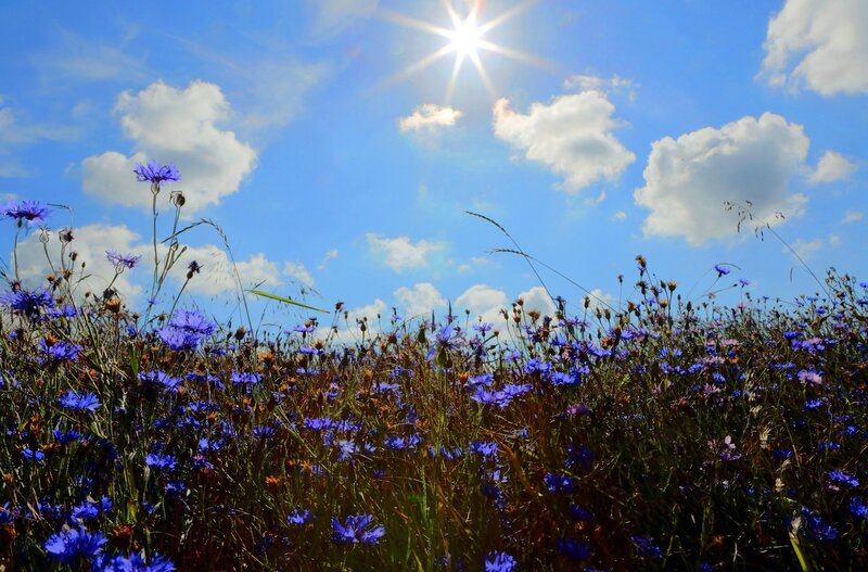 Sunlit field of purple flowers
