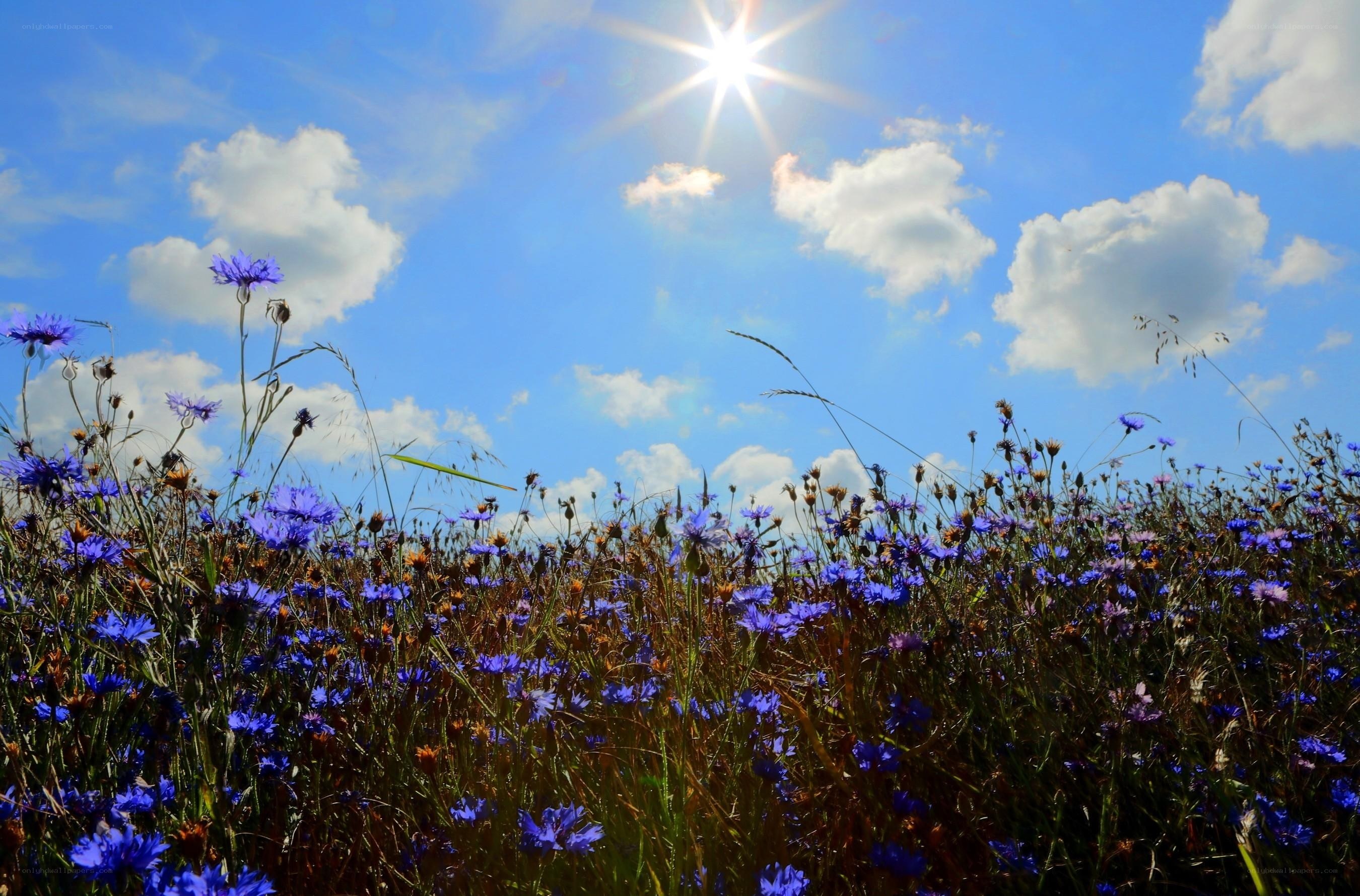 Sunlit field of purple flowers