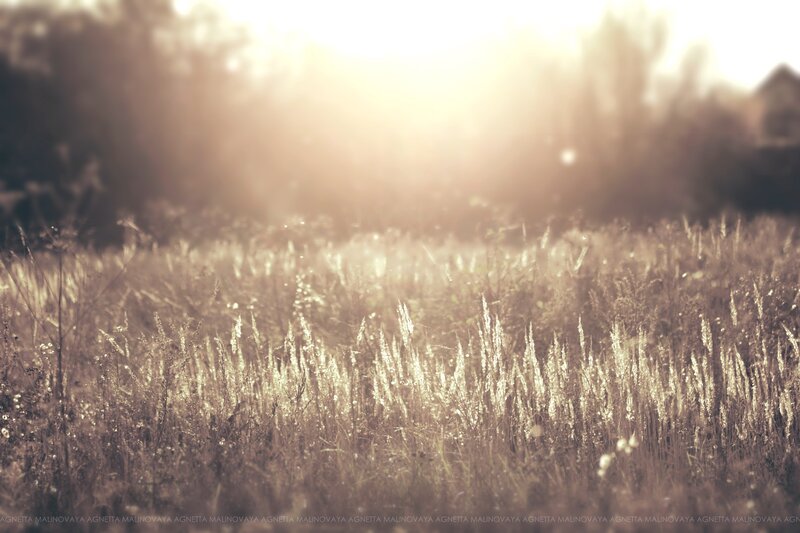 Sunlit field of tall grass