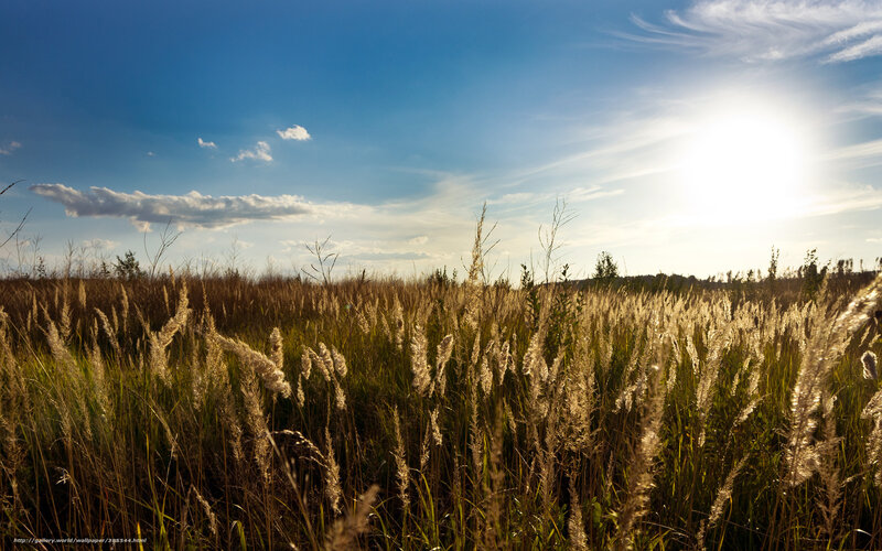 Sunlit field of tall grass