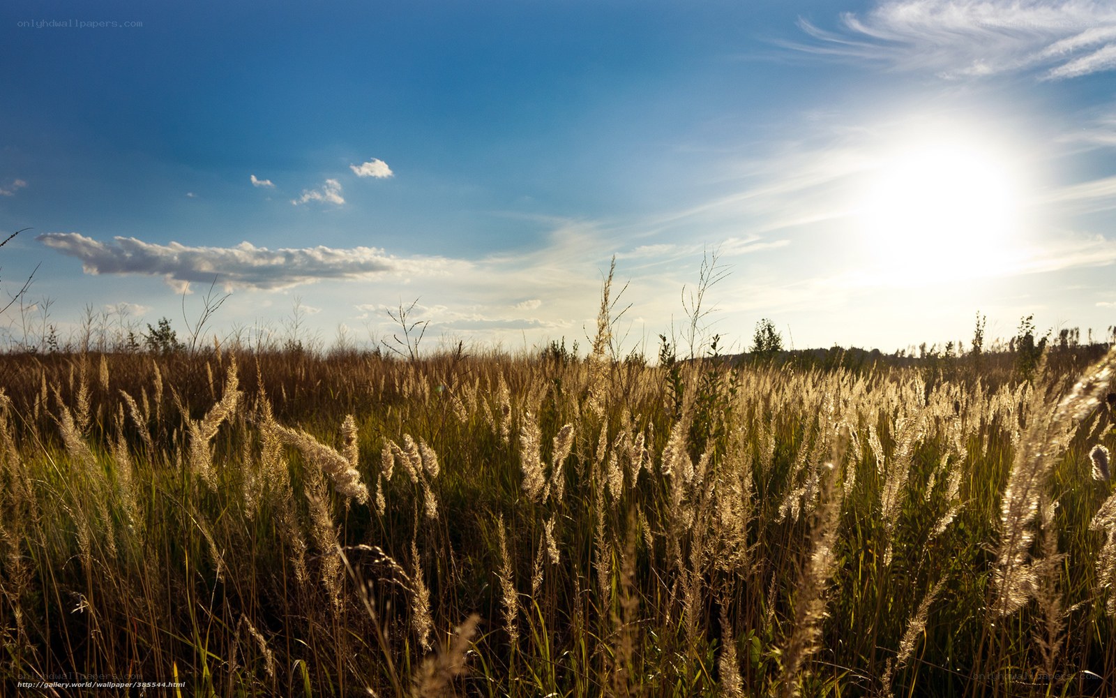 Sunlit field of tall grass