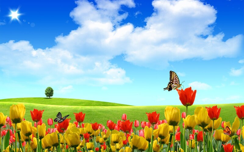 Sunlit field of tulips