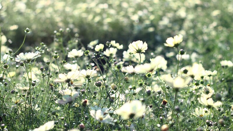 Sunlit field of white cosmos flowers