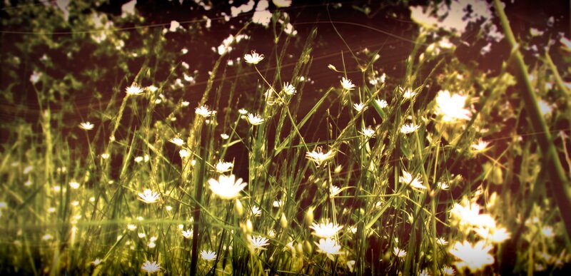 Sunlit field of white flowers