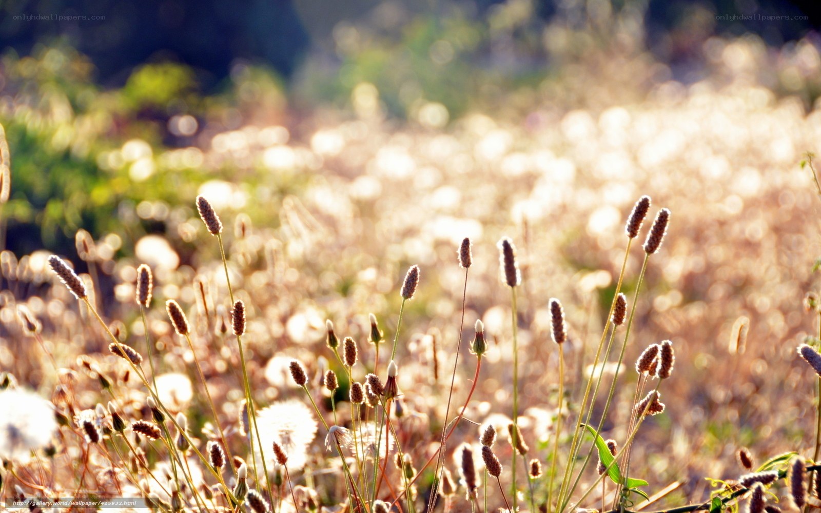 Sunlit field of wild grass