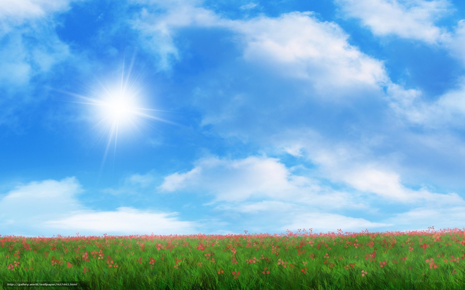 Sunlit field of wildflowers
