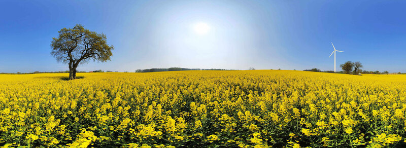 Sunlit field of yellow flowers