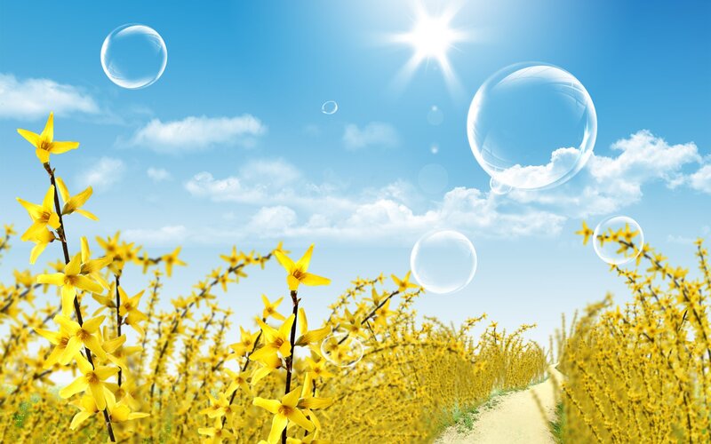 Sunlit field of yellow flowers
