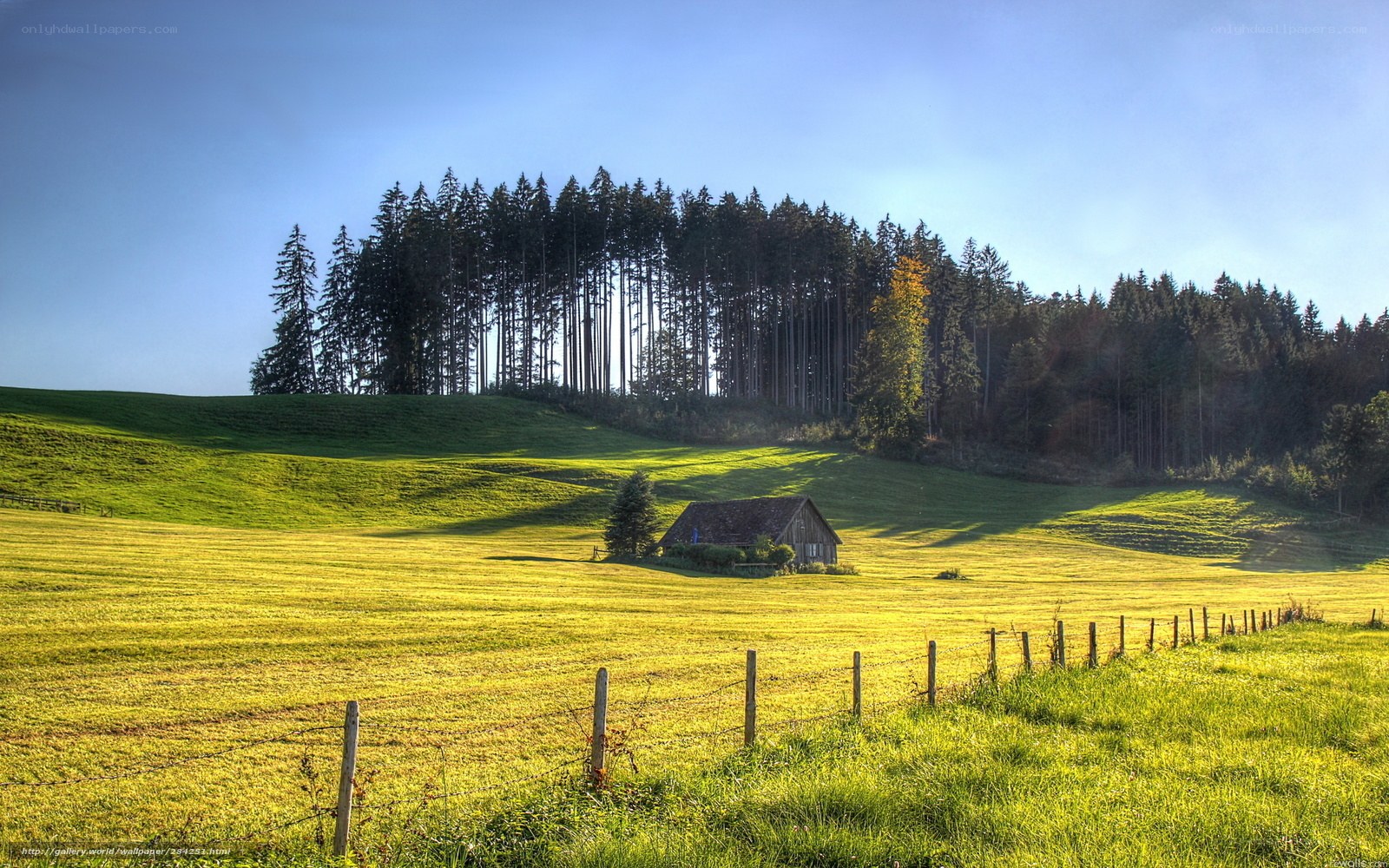 Sunlit field with forest backdrop