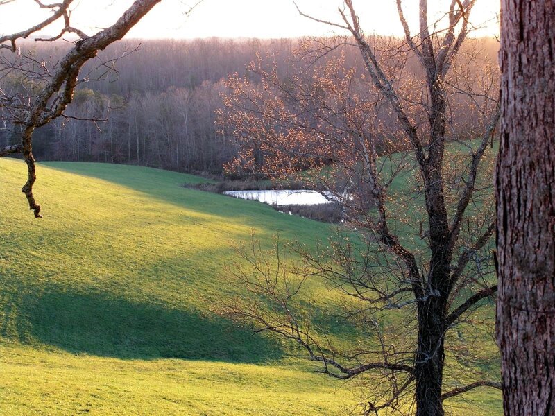 Sunlit field with pond and trees