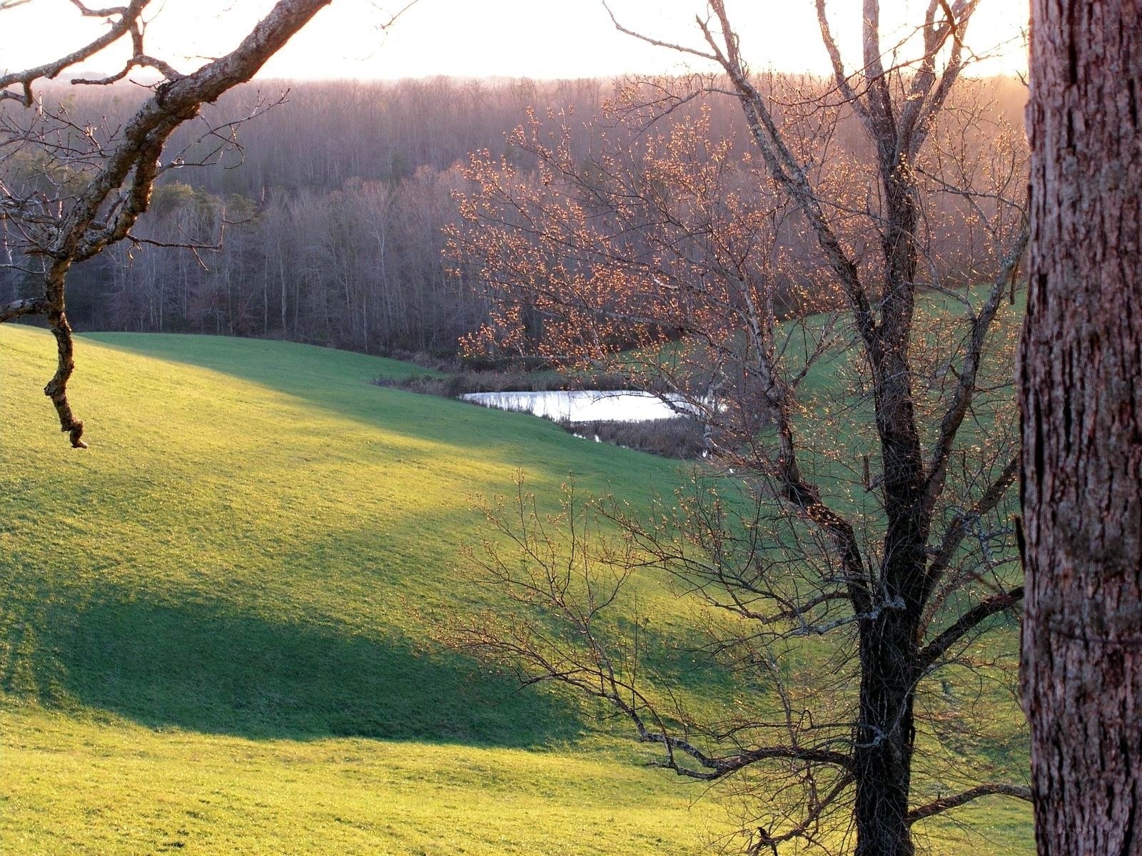 Sunlit field with pond and trees