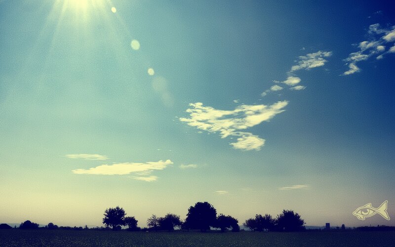 Sunlit field with scattered trees