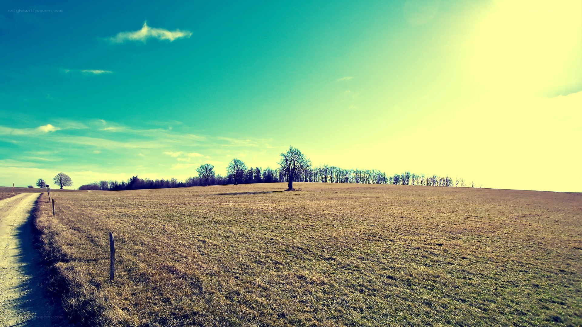 Sunlit field with solitary tree