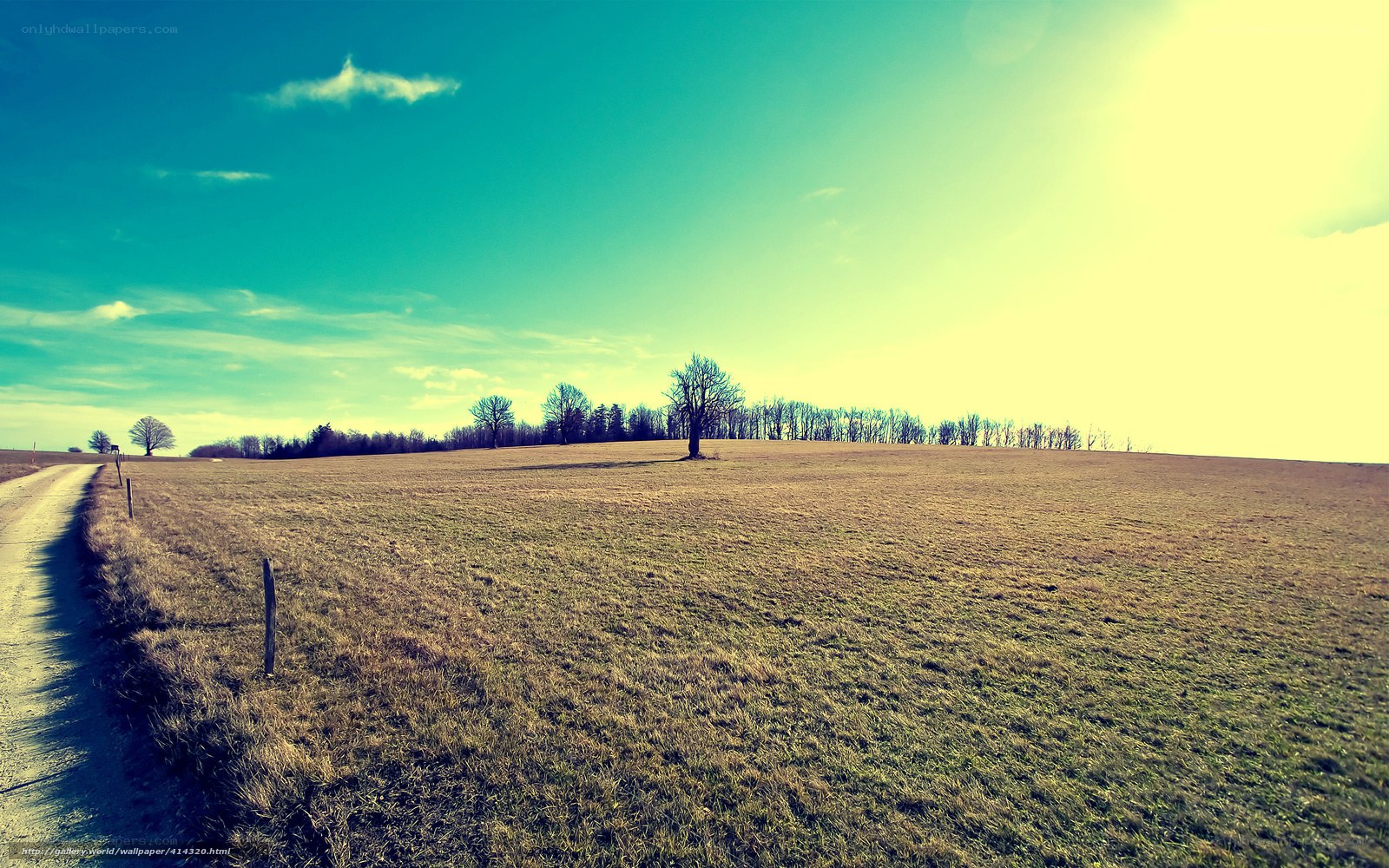 Sunlit field with solitary tree