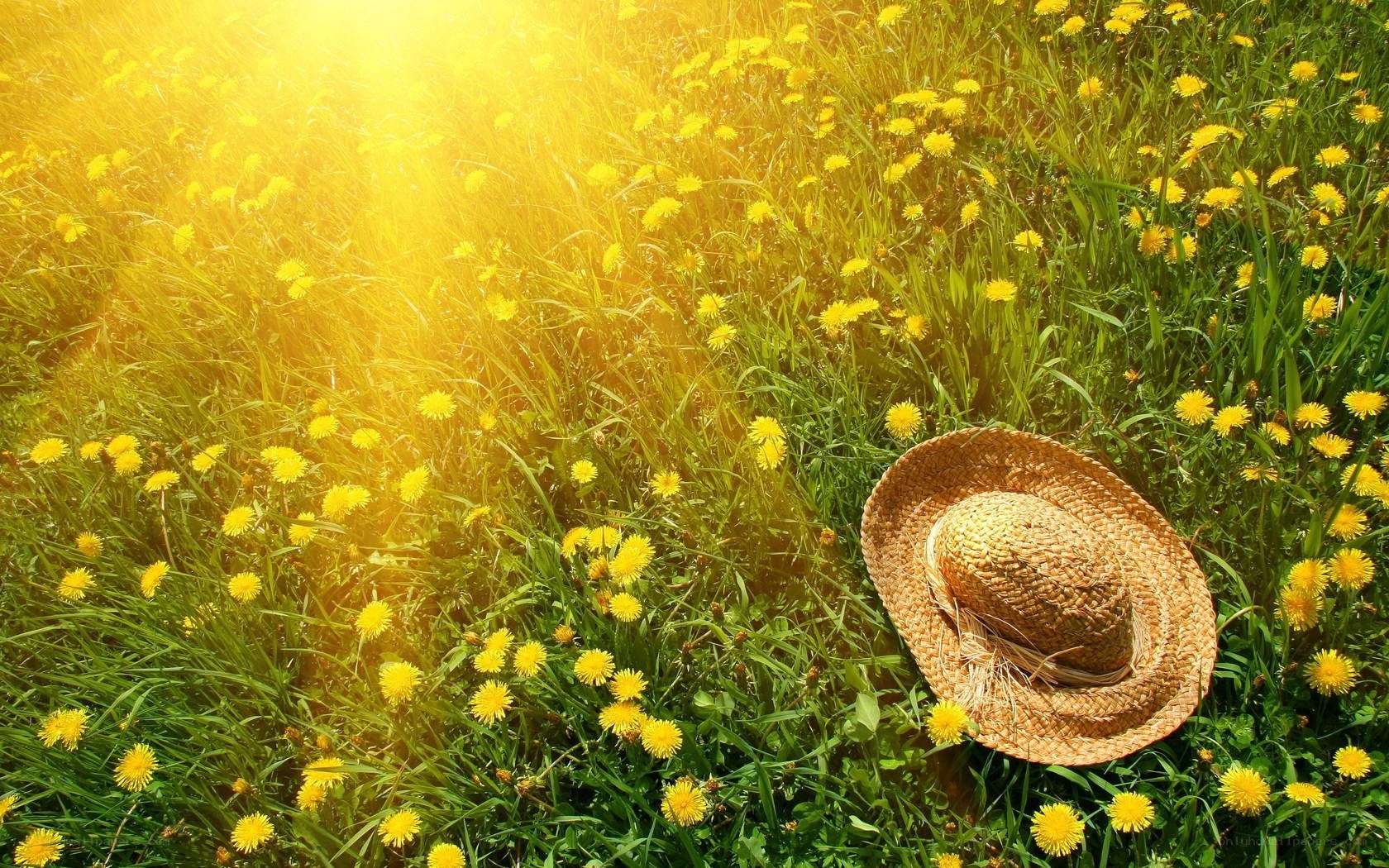 Sunlit field with straw hat