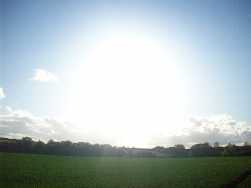 Sunlit field with trees