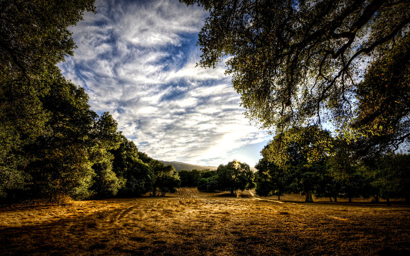 Sunlit Field with Trees — Green