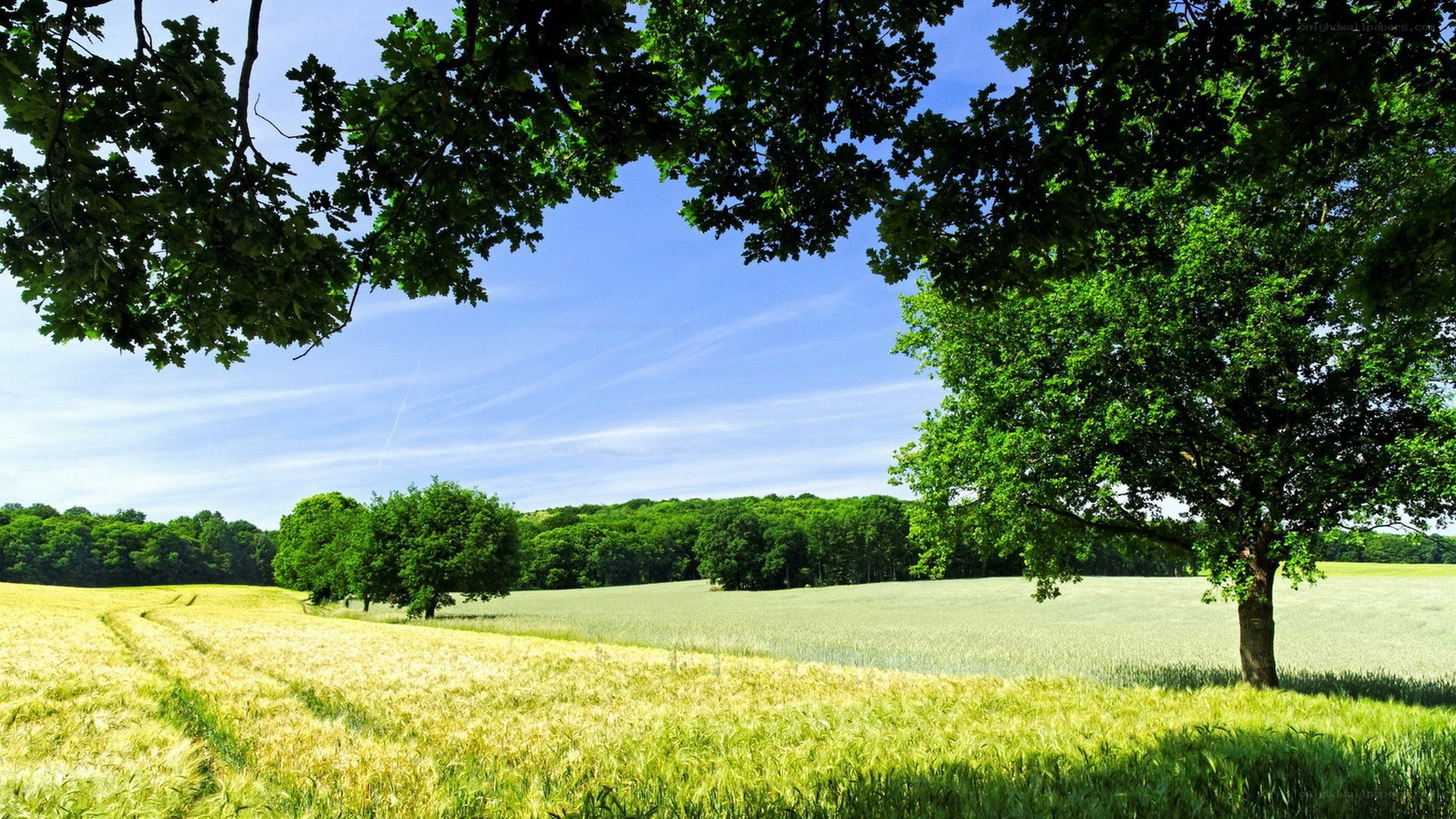 Sunlit field with trees