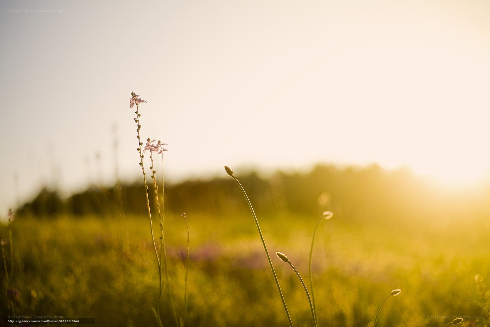 Sunlit field with wildflowers