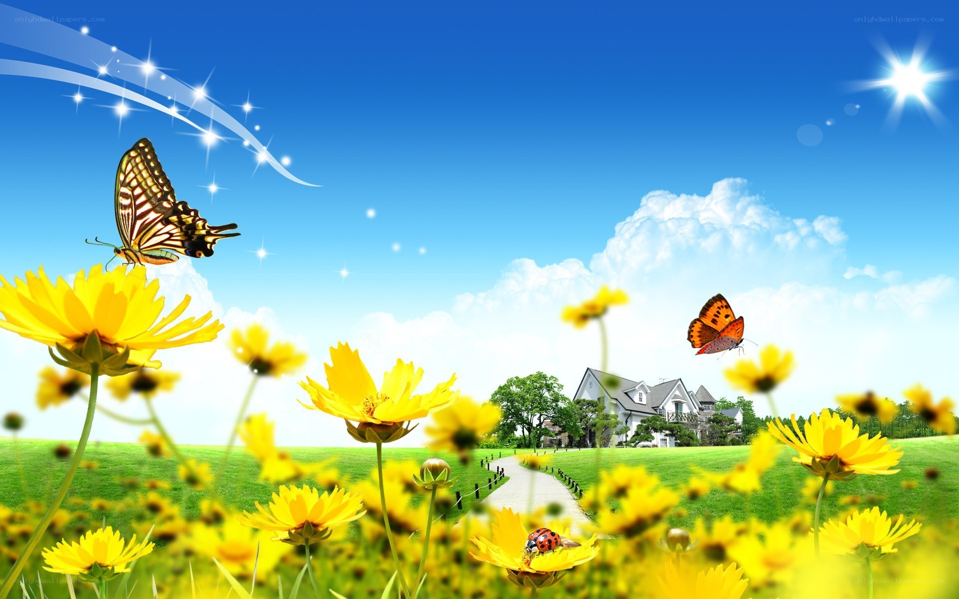 Sunlit field with yellow flowers