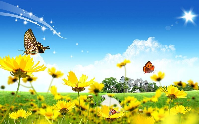 Sunlit field with yellow flowers