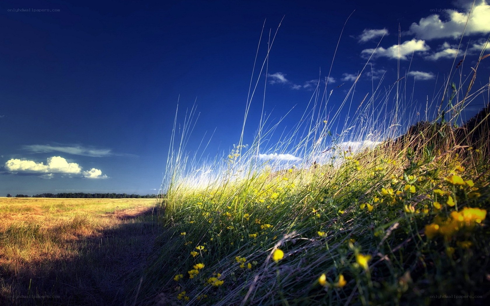 Sunlit field with yellow flowers