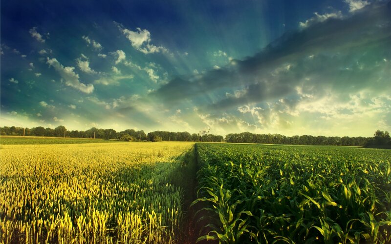 Sunlit fields at sunset