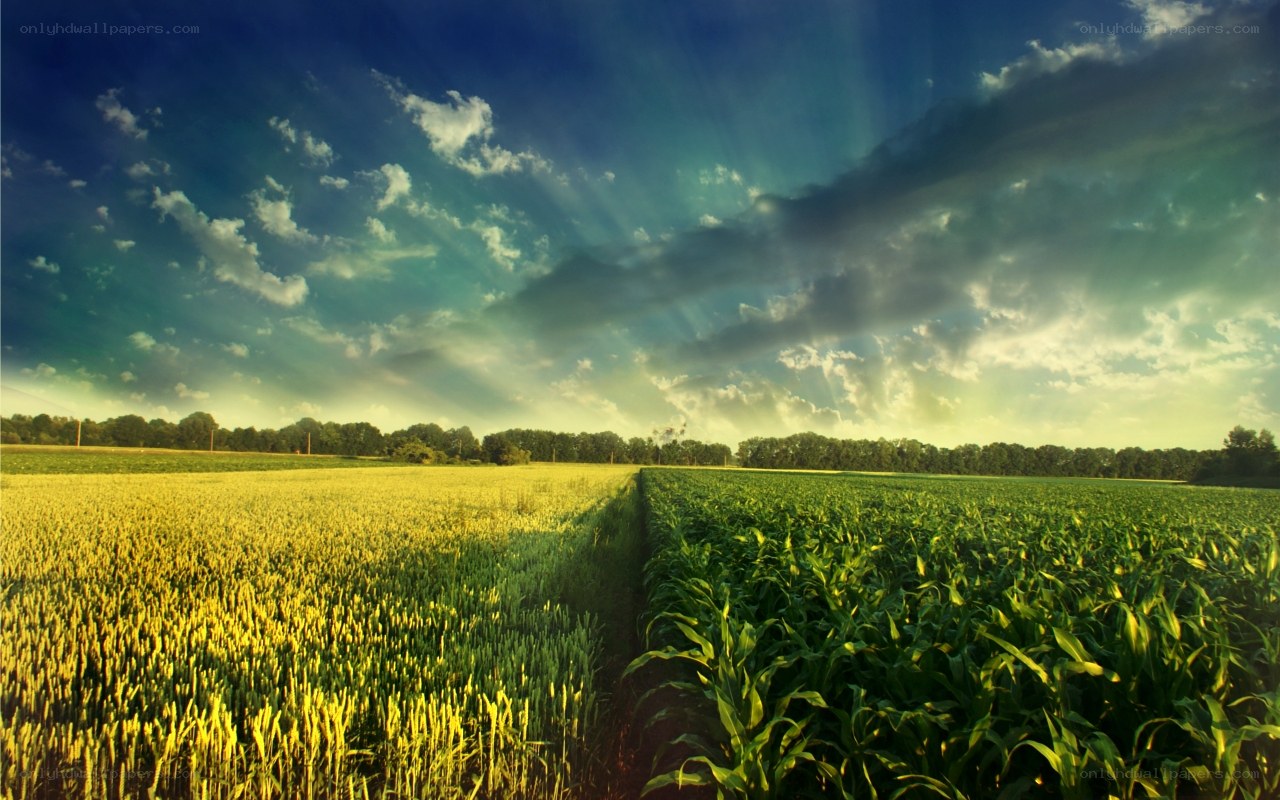 Sunlit fields at sunset