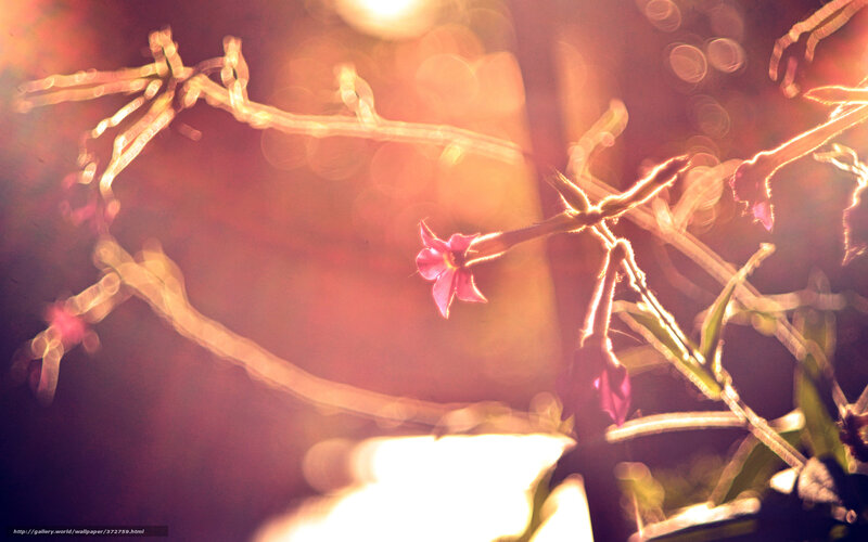 Sunlit flower branches