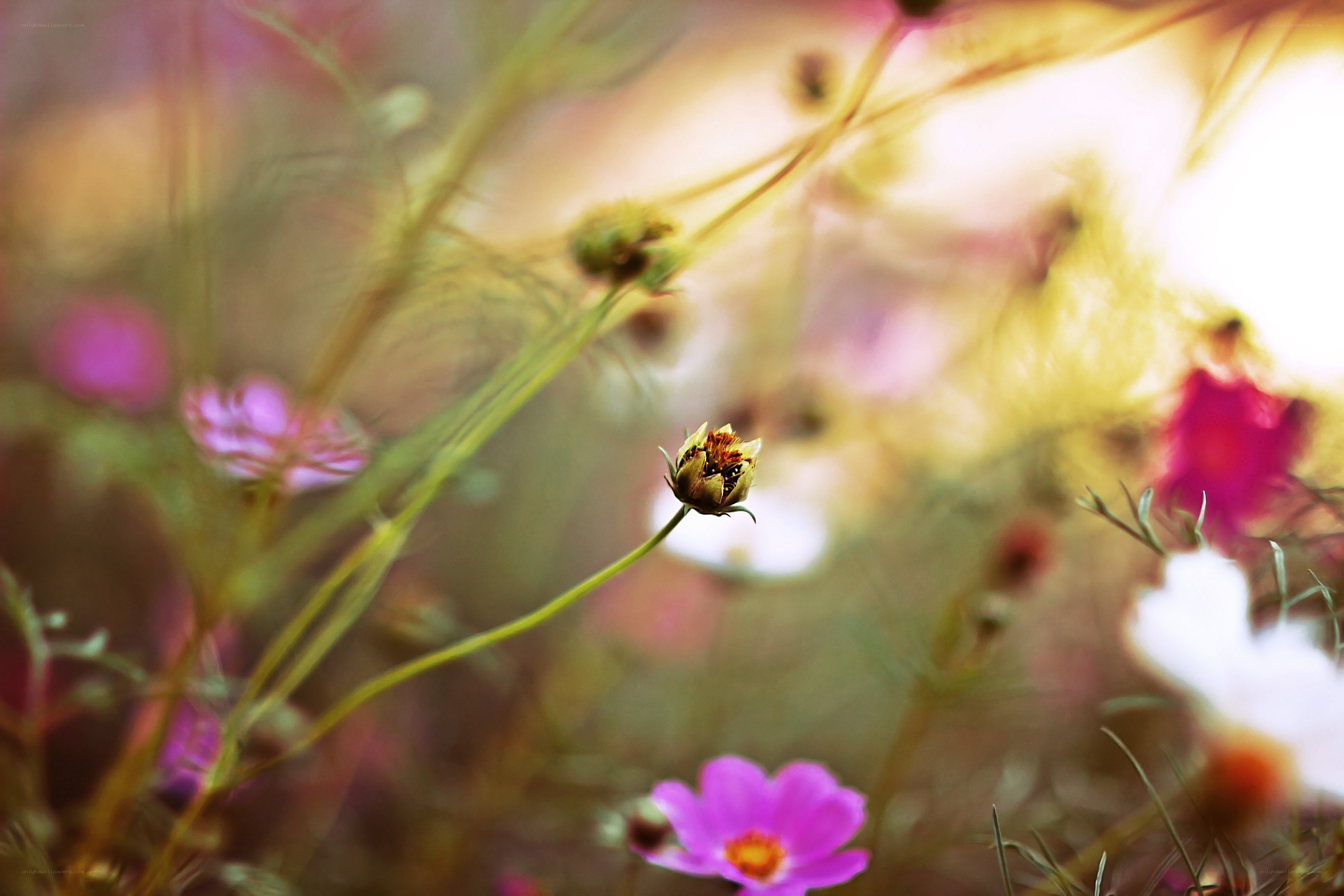 Sunlit flower buds in a meadow