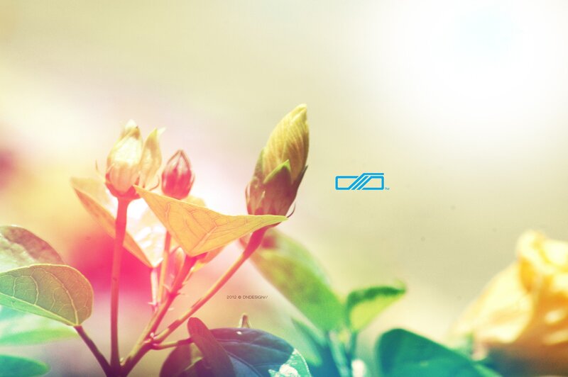 Sunlit flower buds in soft focus