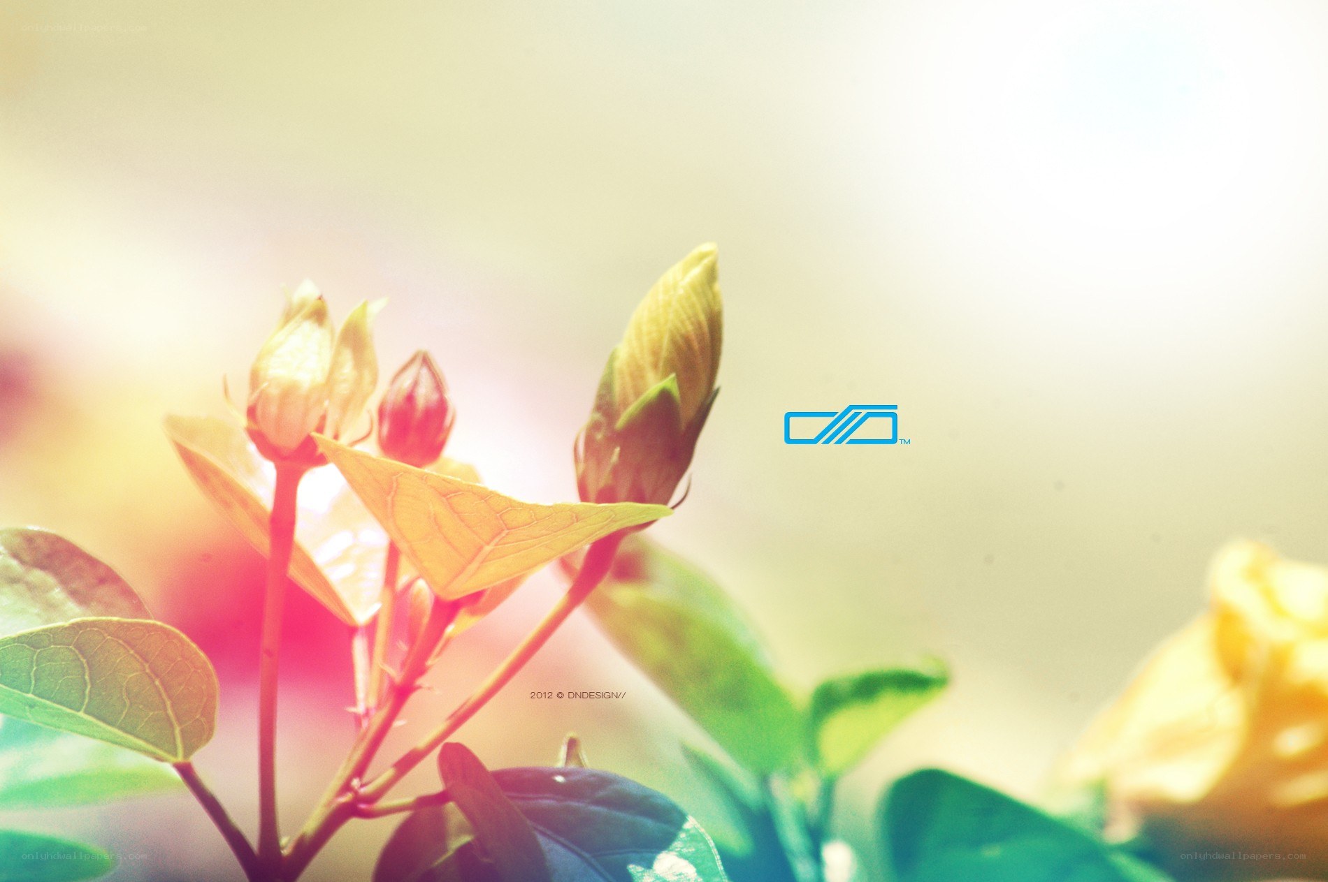 Sunlit flower buds in soft focus