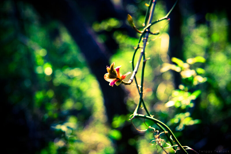 Sunlit flower in forest