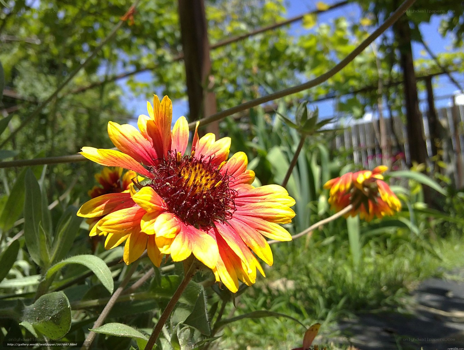 Sunlit flower in garden
