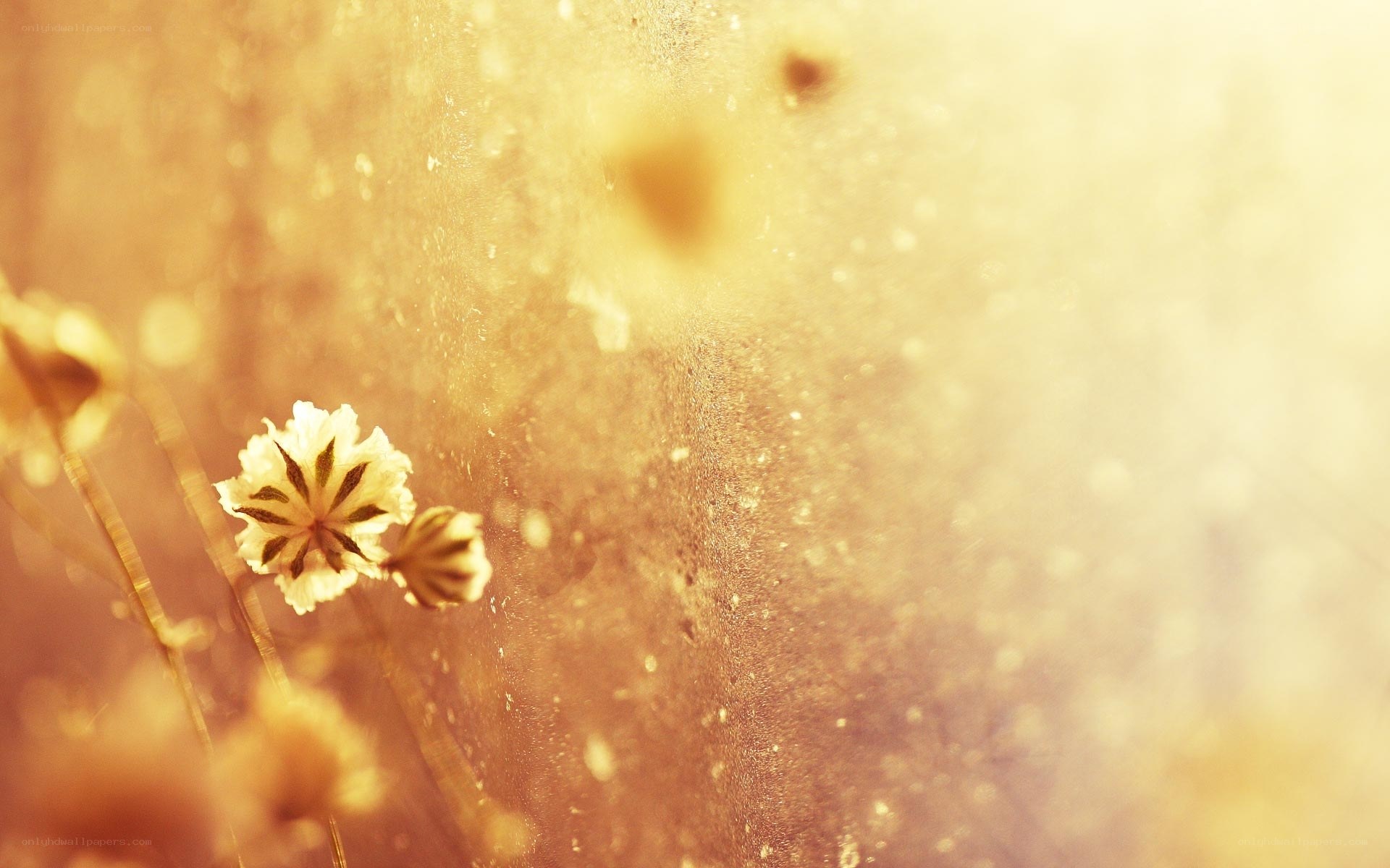 Sunlit flower in golden light